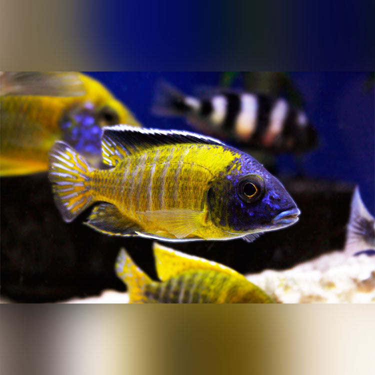 Flavescent Peacock Cichlid (Aulonocara Stuartgranti)