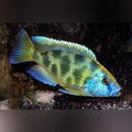 Venustus Cichlid (Nimbochromis Venustus)