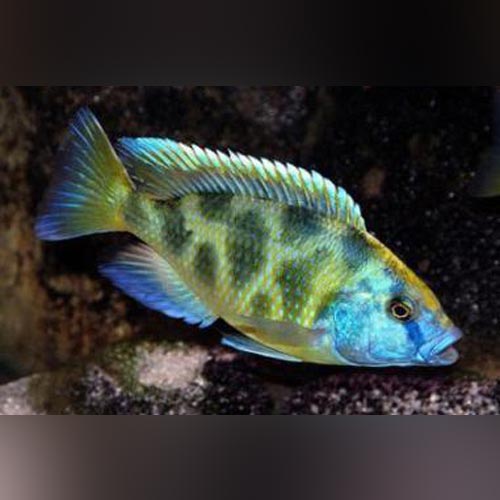 Venustus Cichlid (Nimbochromis Venustus)