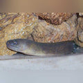 White Cheek Moray Eel (Echidna Rhodochilus)