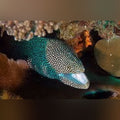 White Mouth White Tail Eel (Gymnothorax Meleagris)