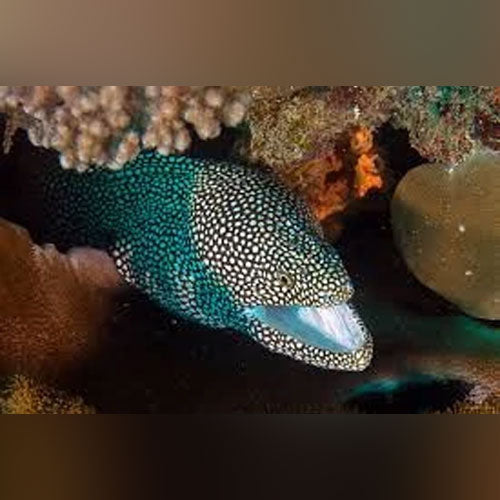 White Mouth White Tail Eel (Gymnothorax Meleagris)