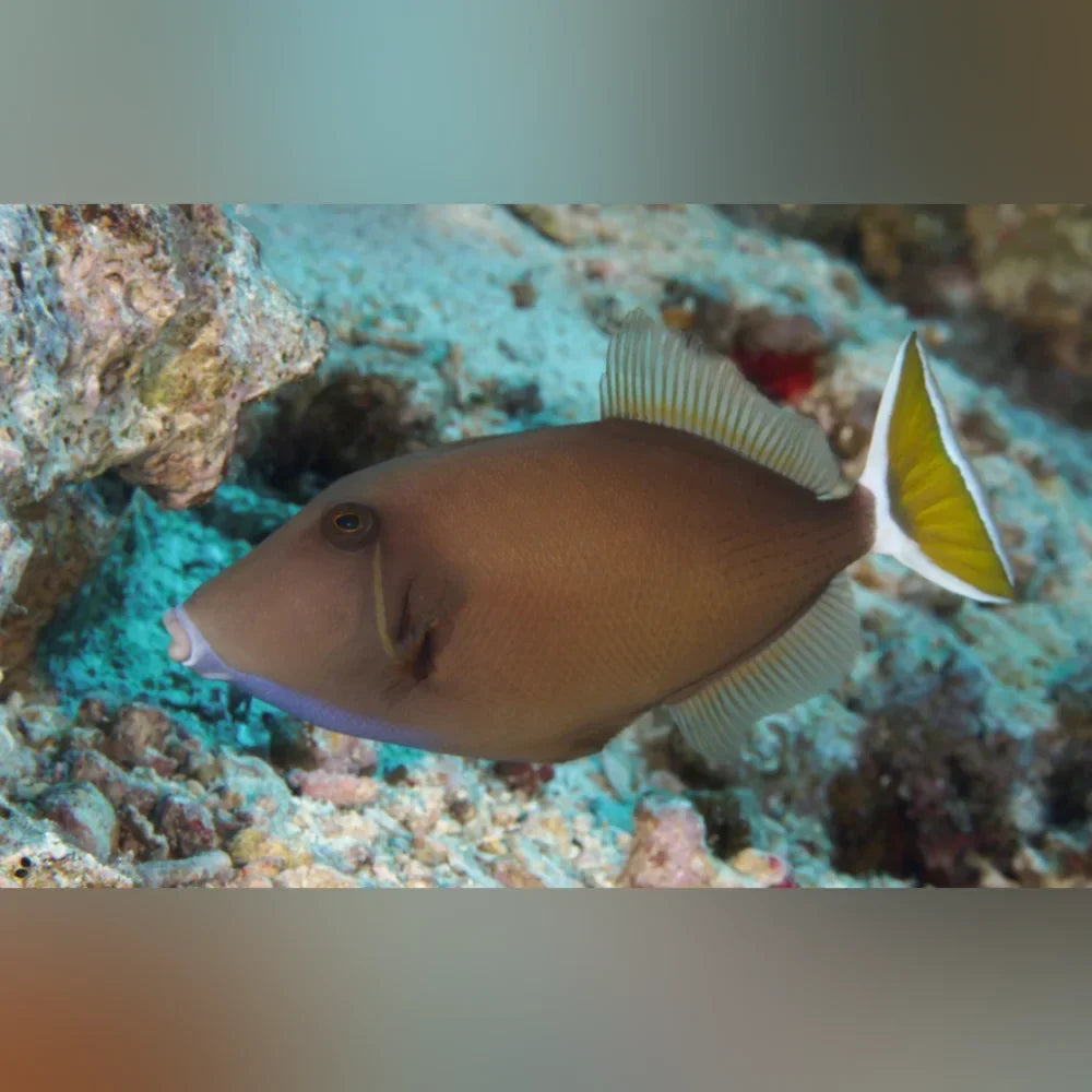 White Tail Triggerfish (Sufflamen Albicaudatus)