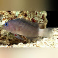 Whitetail Dottyback (Manonichthys cf. Alleni)