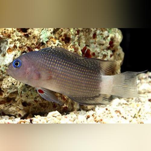 Whitetail Dottyback (Manonichthys cf. Alleni)