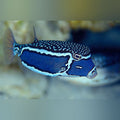 Whitley Boxfish (Ostracion Whitleyi)