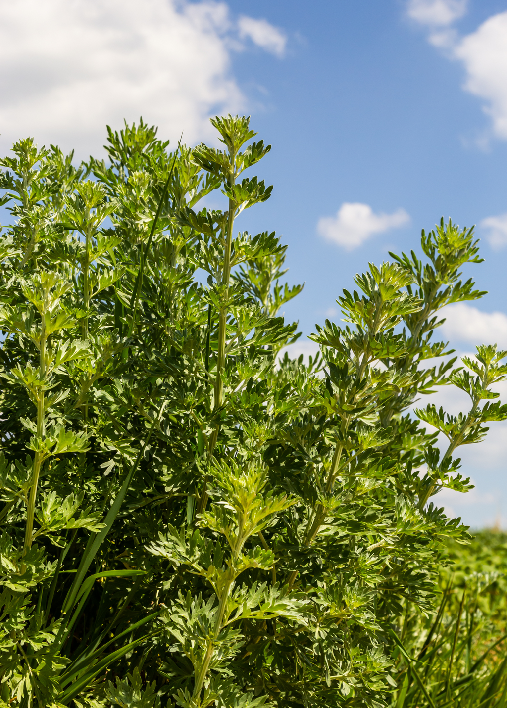 Wormwood (Artemisia absinthium)
