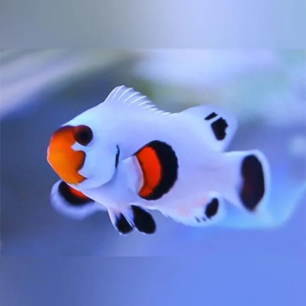 Wyoming White Clownfish (Amphiprion Ocellaris)