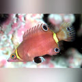 Yellow Banded Possum Wrasse (Wetmorella Nigropinnata)