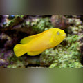 Yellow Dottyback (Pseudochromis Fuscus)