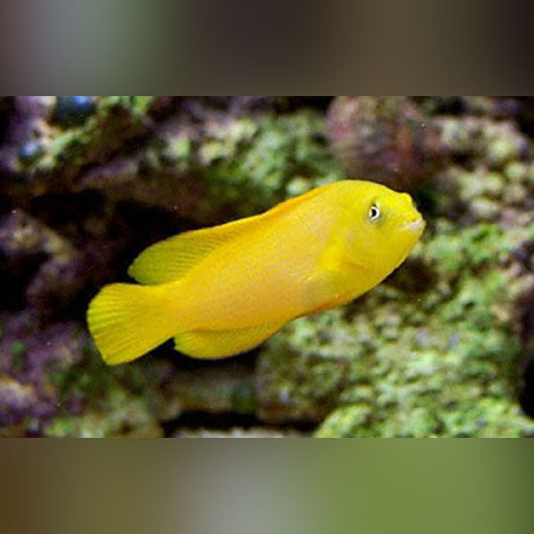 Yellow Dottyback (Pseudochromis Fuscus)