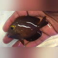 Yellow Eye Kole Tang (Ctenochaetus Strigosus)