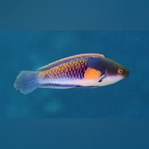Yellow Flanked Fairy Wrasse (Cirrhilabrus Ryukyuensis)