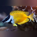 Yellow Foxface Rabbitfish (Siganus Vulpinus)