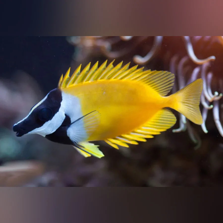 Yellow Foxface Rabbitfish (Siganus Vulpinus)