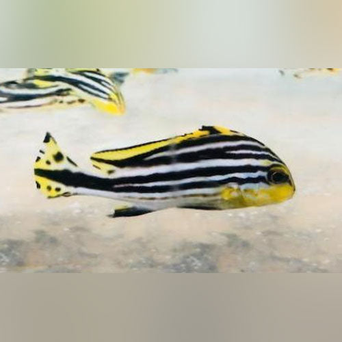 Yellow Line Sweetlips (Plectorhinchus Diagrammus)