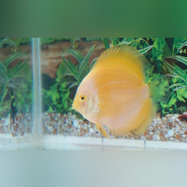 Yellow Marlboro Discus (Symphysodon Aquefasciatus)