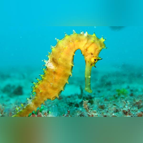 Yellow Seahorse (Hippocampus Kuda)