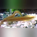 Yellow Tail Spiny Eel (Macrognathus Pancalus)