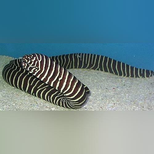 Zebra Moray Eel (Gymnomuraena Zebra)