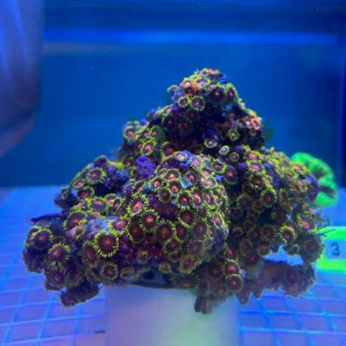Fiji Multicolor Zoanthid (Zoanthus sp.)