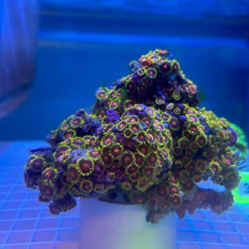 Fiji Multicolor Zoanthid (Zoanthus sp.)