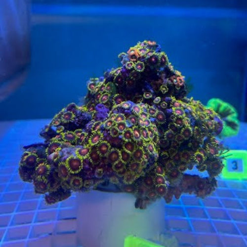 Fiji Multicolor Zoanthid (Zoanthus sp.)