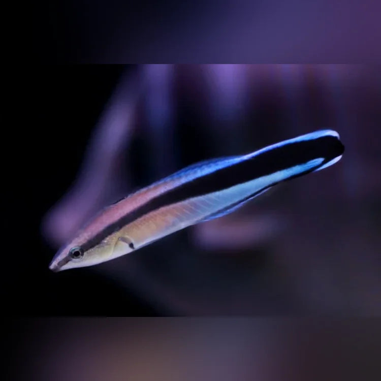 African Cleaner Wrasse (Labroides Dimidiatus)