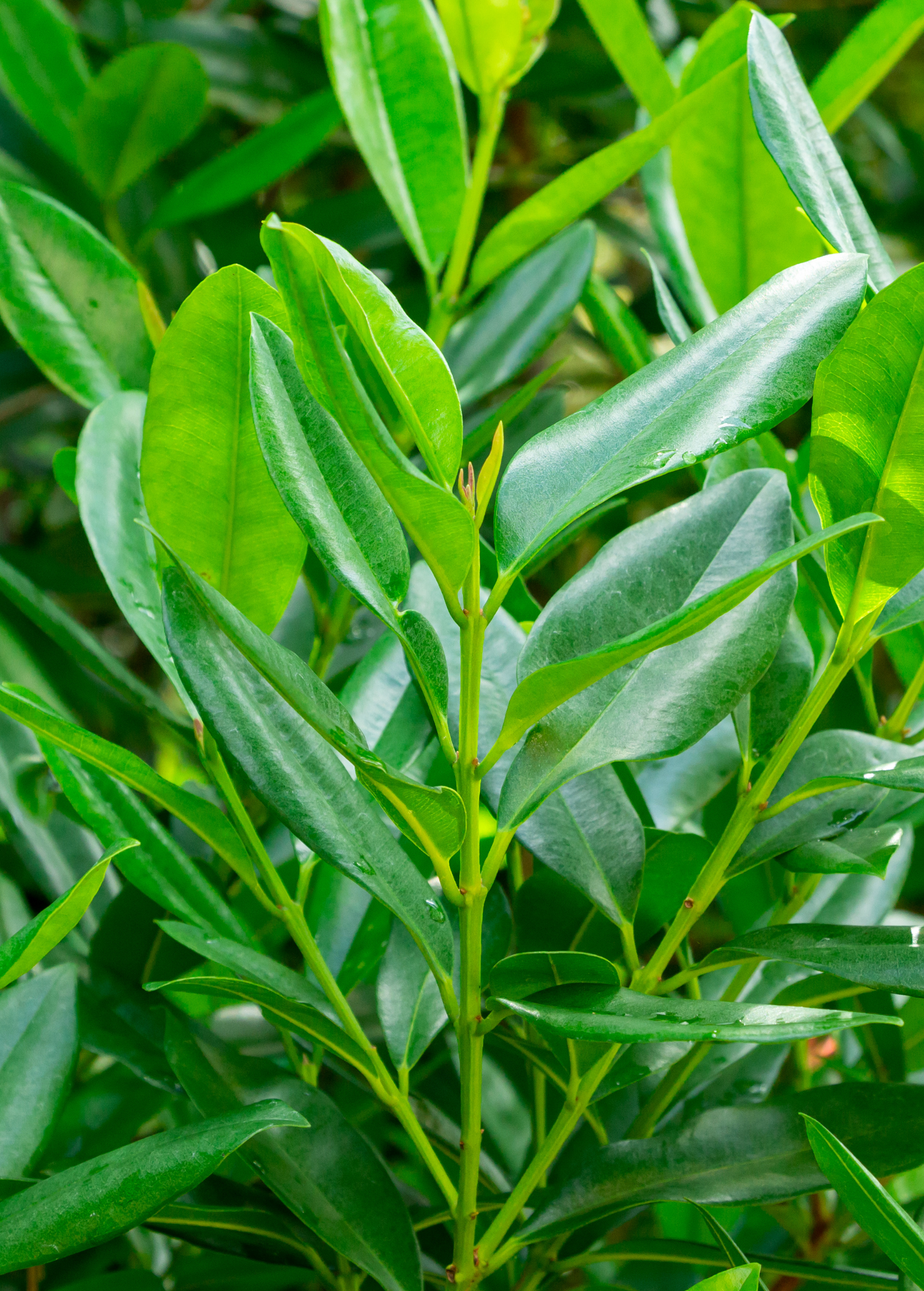 Bay Rum (Pimenta racemosa)