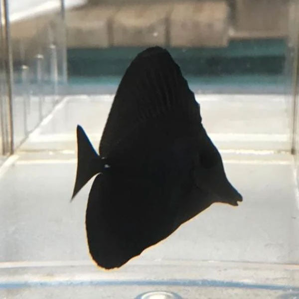 Black Tang (Zebrasoma Rostratum)