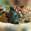 Black Tang (Zebrasoma Rostratum)