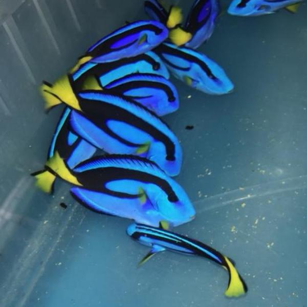 Blue Tang (Paracanthurus Hepatus)
