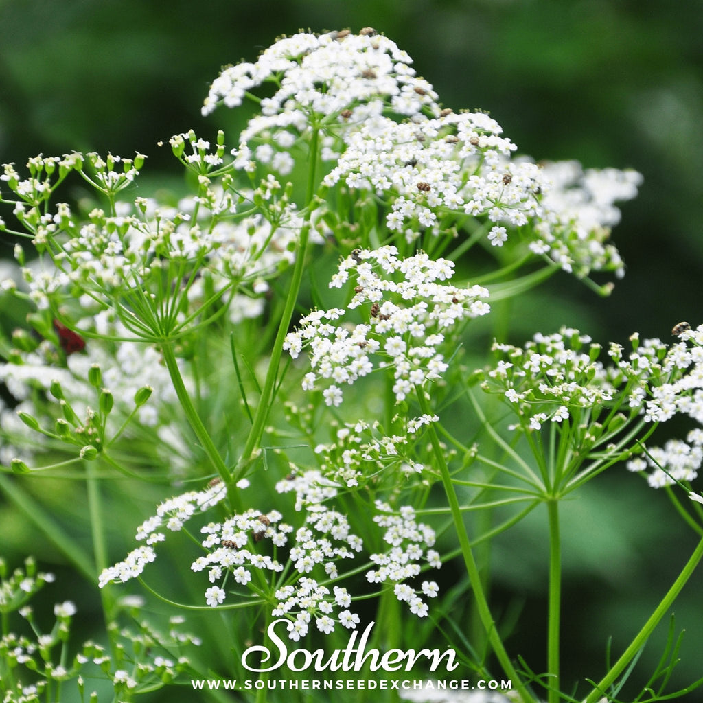 Caraway – 150 Seeds