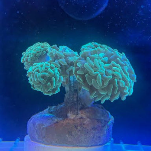 Green Branching Hammer Coral (Fimbriaphyllia Paraancora)