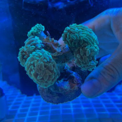 Green Branching Hammer Coral (Fimbriaphyllia Paraancora)