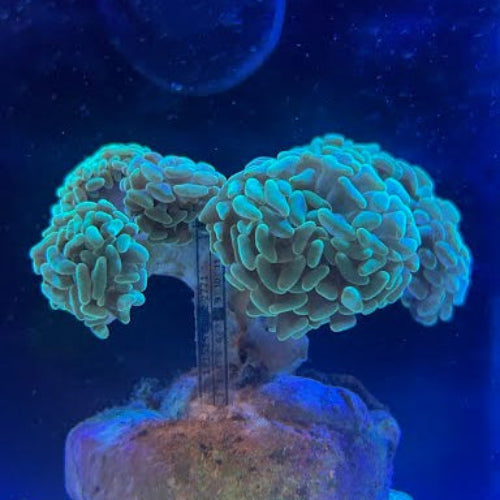 Green Branching Hammer Coral (Fimbriaphyllia Paraancora)