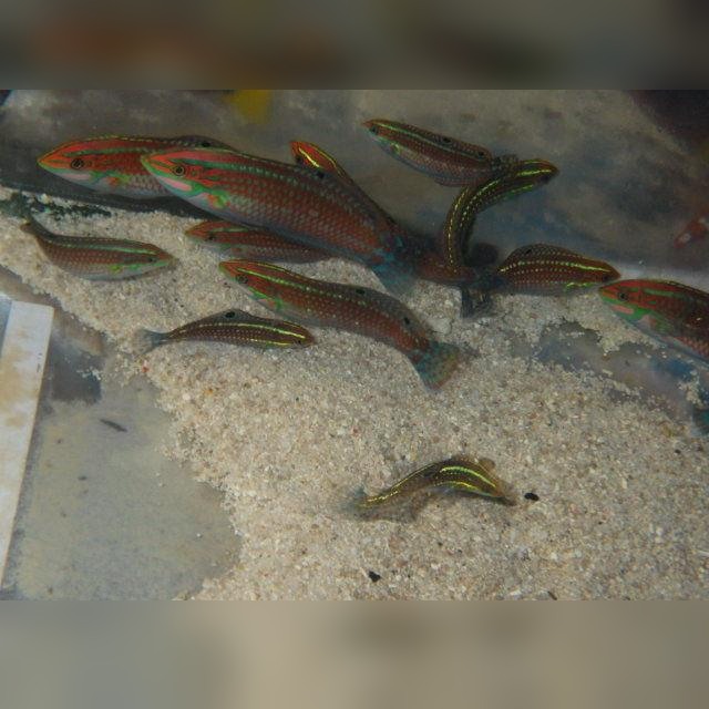 Christmas Wrasse (Halichoeres Claudia)
