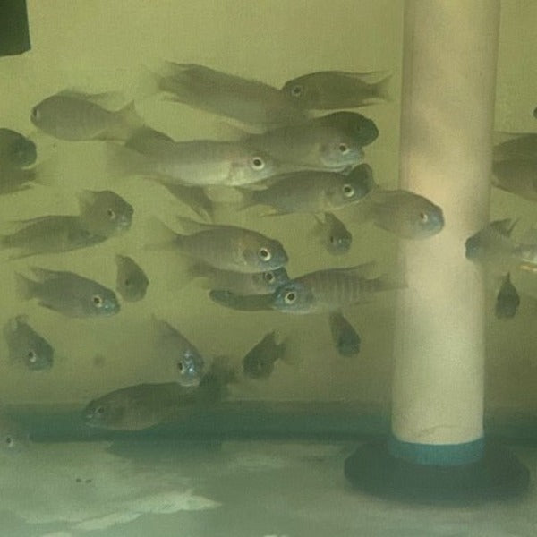Flavescent Peacock Cichlid (Aulonocara Stuartgranti)