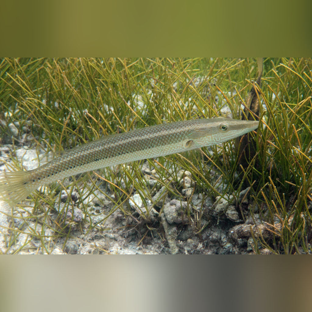 Cigar Wrasse (Cheilio Inermis)