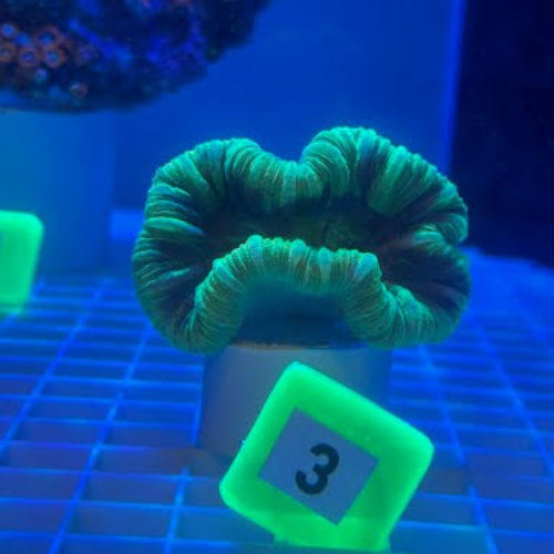 Fiji Green Brain LPS Coral (Brain Coral sp.)