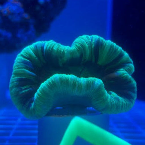Fiji Green Brain LPS Coral (Brain Coral sp.)
