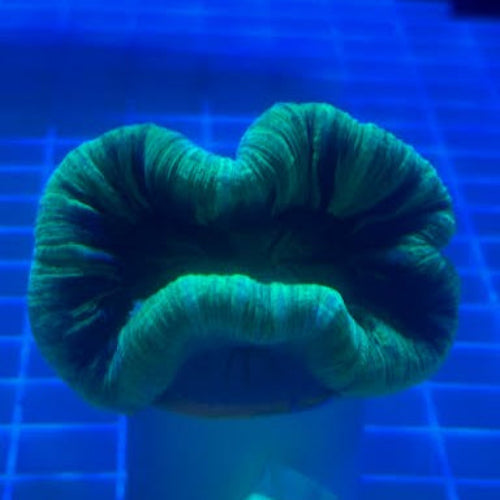 Fiji Green Brain LPS Coral (Brain Coral sp.)