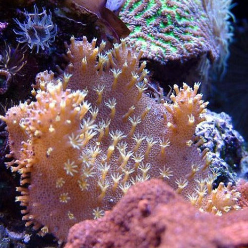 Devil's Hand Coral (Lobophytum Sp.)