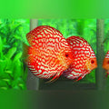 Checkerboard Discus (Symphysodon Aequifasciatus)