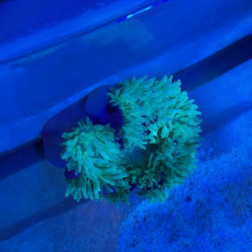 Purple Base Green Bubble Anemone (Entacmaea Quadricolor)