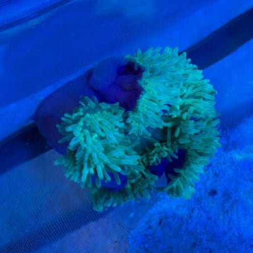 Purple Base Green Bubble Anemone (Entacmaea Quadricolor)