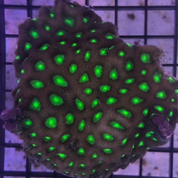 Favites Green Metallic Brain Coral (Favites sp.)