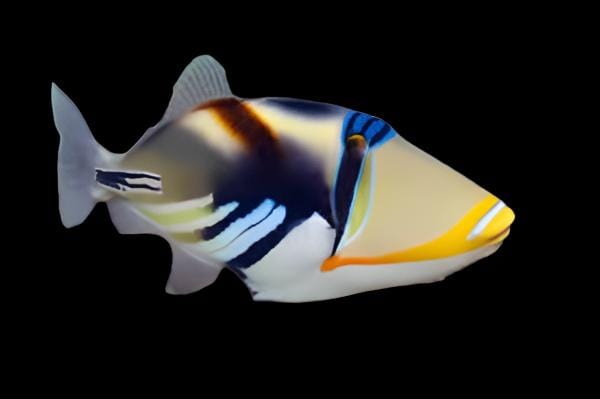 Humu Picasso Triggerfish (Rhinecanthus Aculeatus)