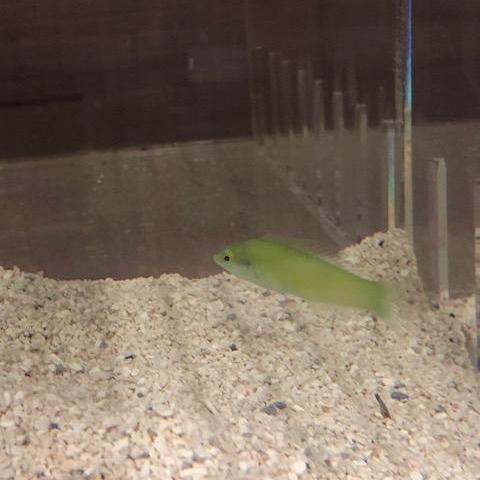 Green Coris Wrasse (Halichoeres Chloropterus)