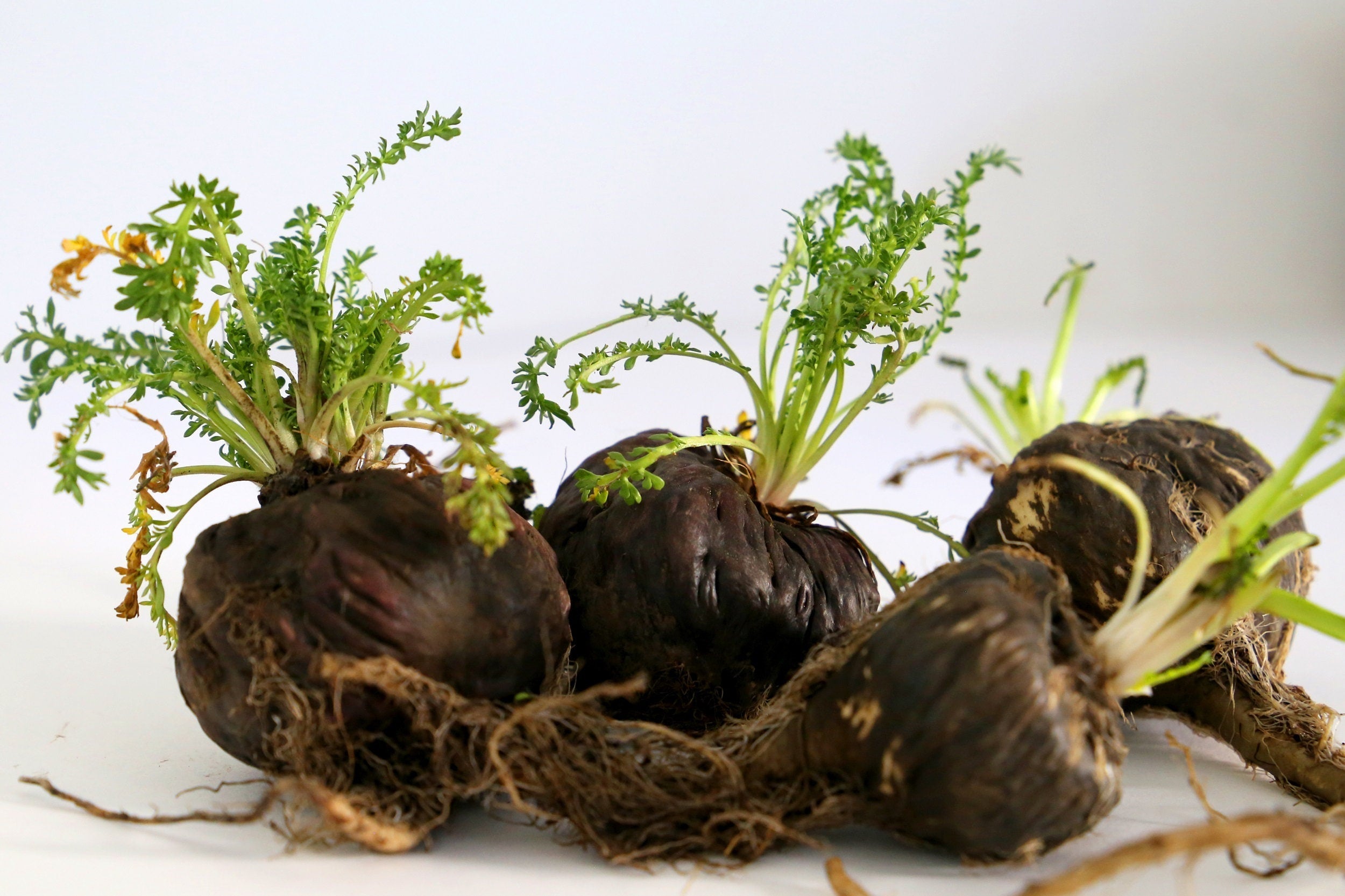 50 BLACK MACA Peruvian Ginseng Maka Lepidium Meyenii syn. Peruvianum Herb Seeds